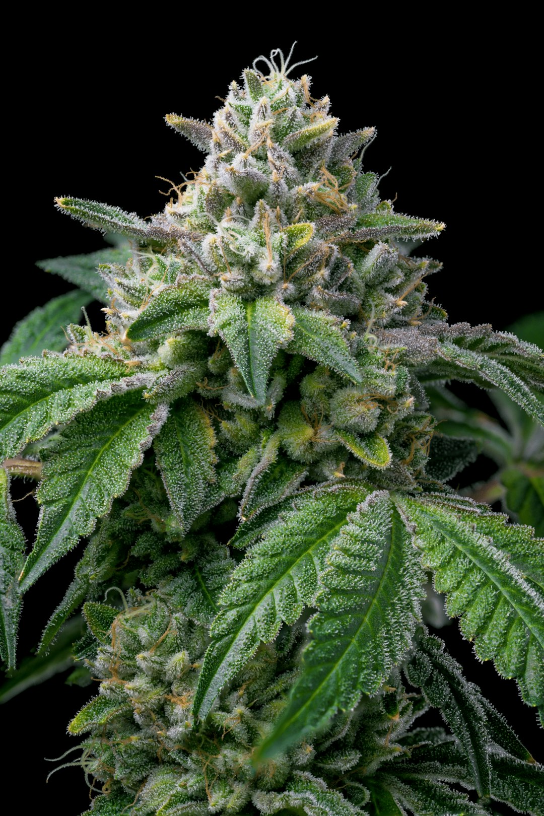 Paris OG strain cannabis plant grown from Premium Cultivars seeds. https://premiumcultivars.com/product/paris-og/