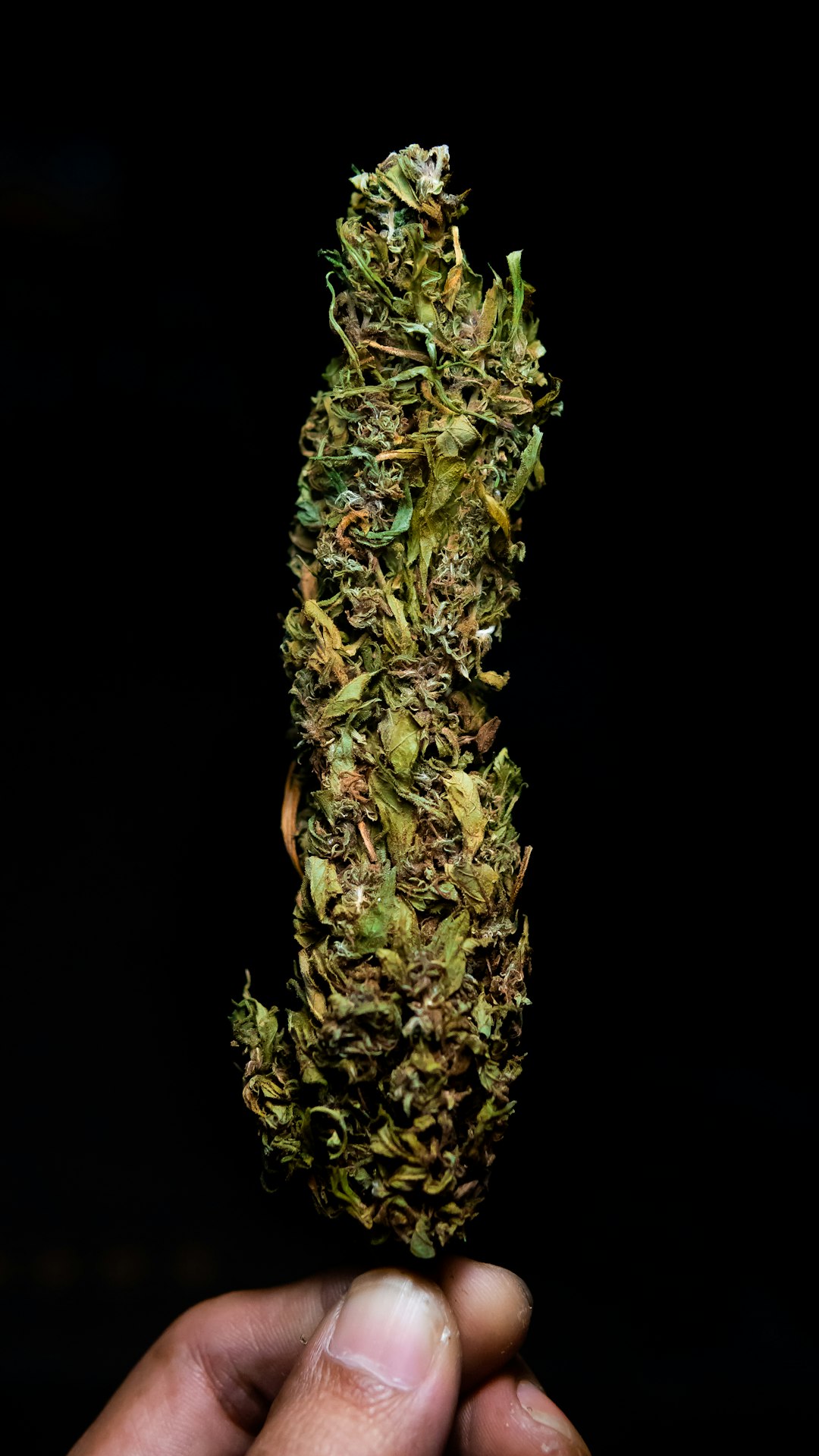 Cannabis : LSD Hybrid Strain