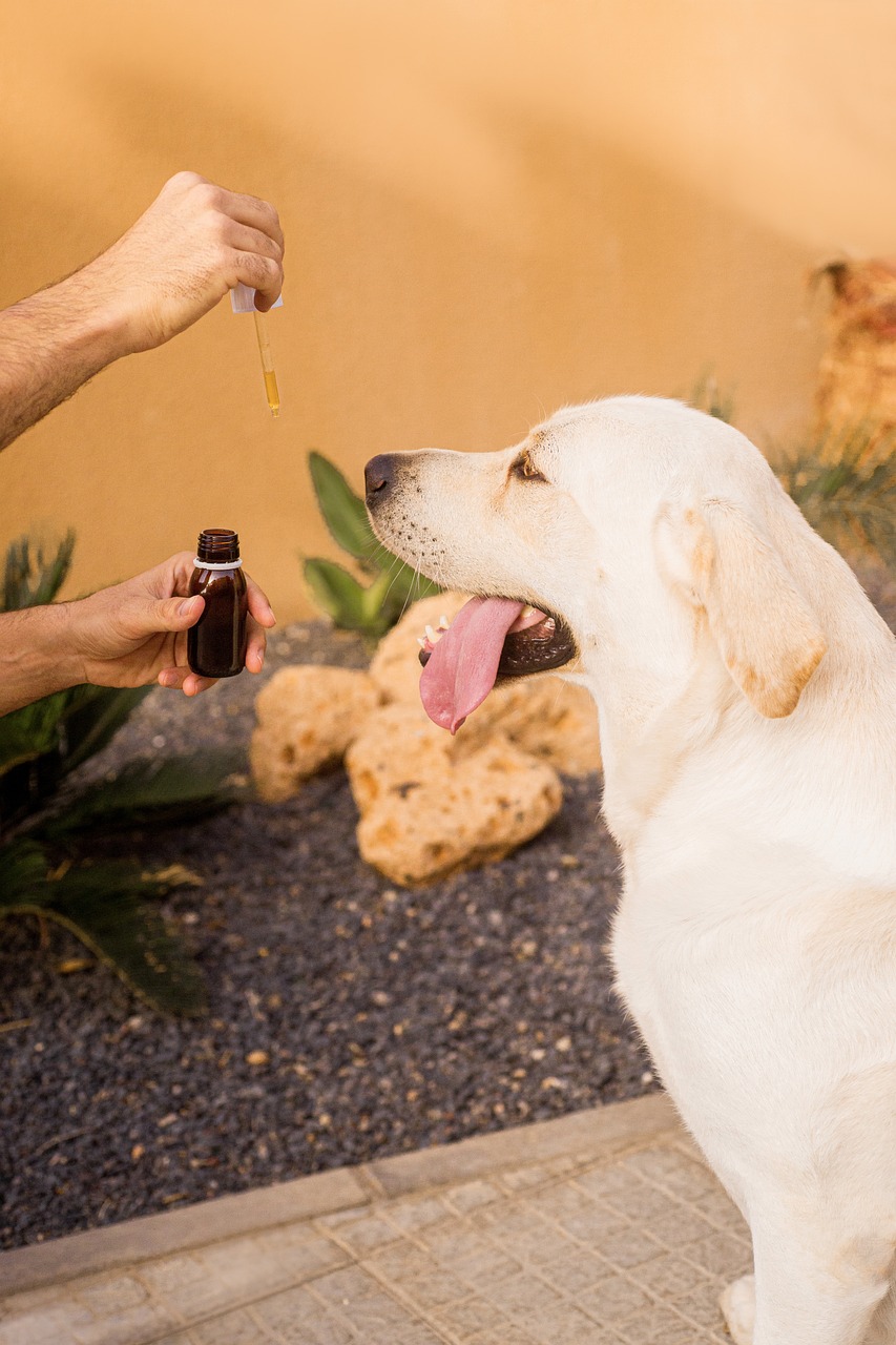 cbd oil, dog, pet, hemp oil, labrador, lab, cannabis oil, animal, dropper