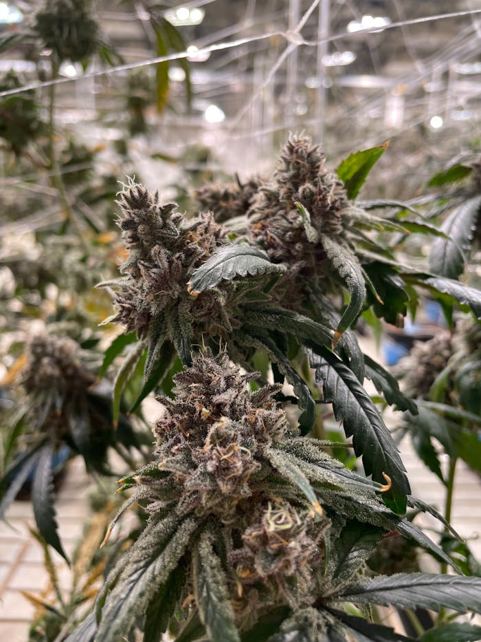 Detailed view of a flowering cannabis plant in a controlled indoor greenhouse environment.