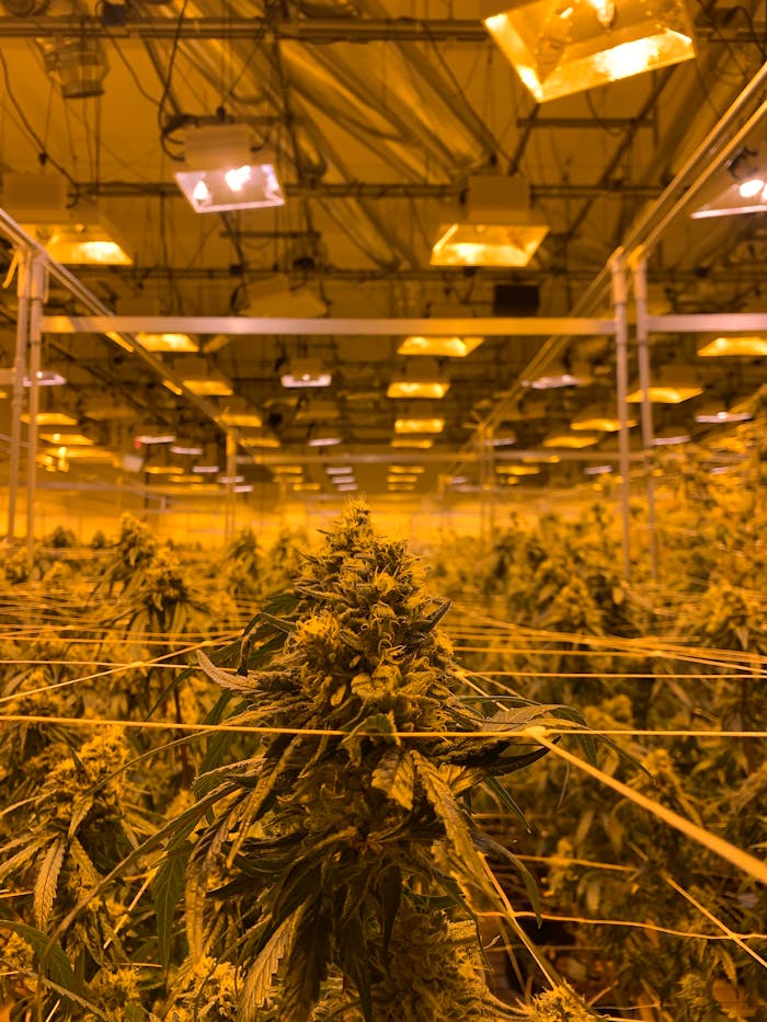 A detailed view of cannabis plants growing indoors under LED lights in a controlled environment.